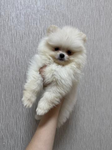 ポメラニアン