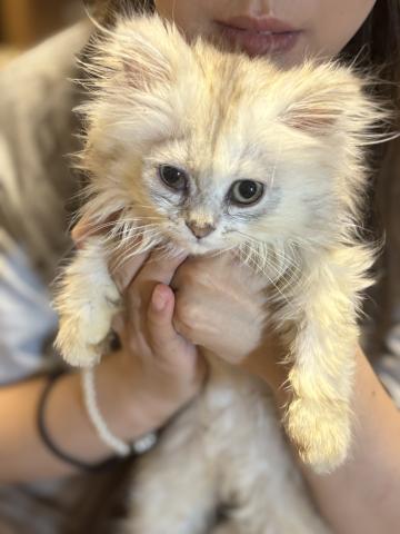 ペルシャ・ヒマラヤン