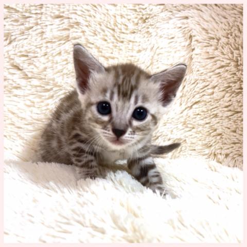 ベンガル