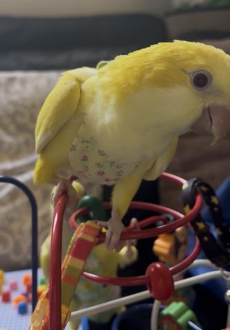 オキナインコルチノー💛大人気カラー💛フライトスーツも勿論着れます🫶
