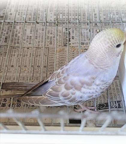 ❤︎セキセイインコの女の子