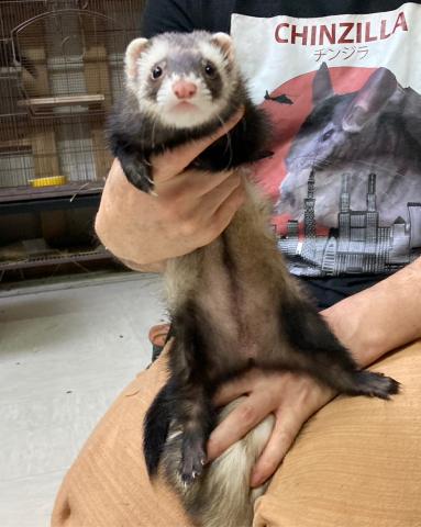 マーシャルフェレット