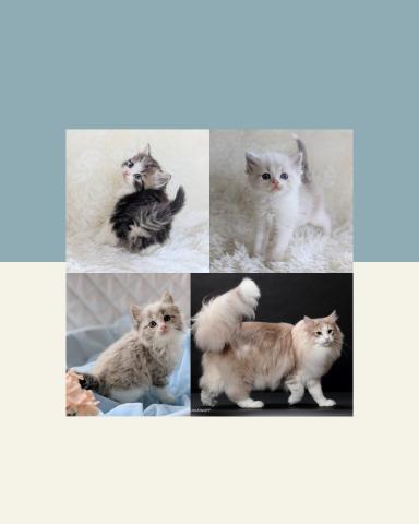 Cattery Azureblue　ノルウェージャン、ネヴァマスカレード、サイベリアン