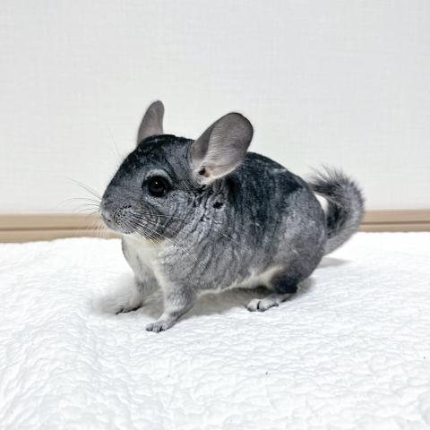 チンチラ
