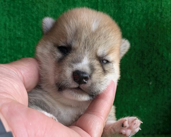 柴犬（豆柴）