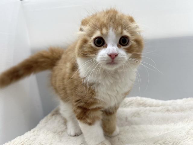 お顔がかわいい♡甘えん坊です