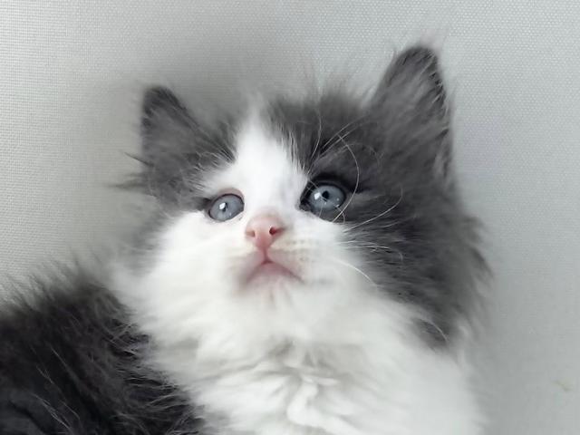 ノルウェージャンフォレストキャット