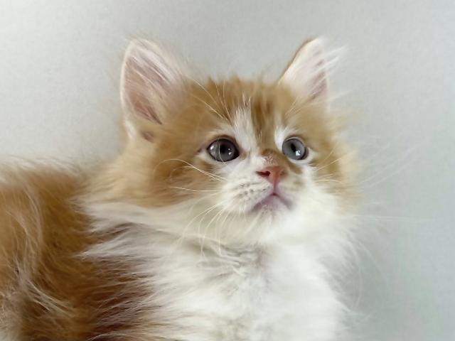 ノルウェージャンフォレストキャット
