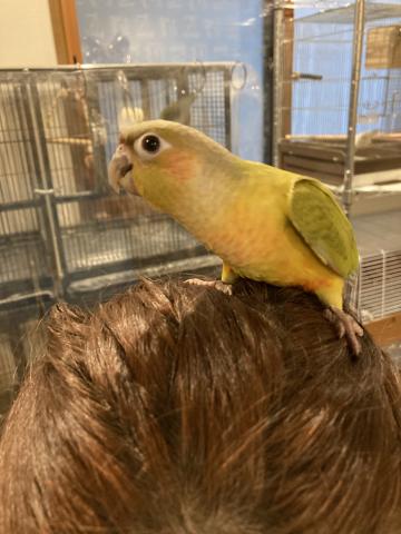 ウロコインコ（ダイリュート）