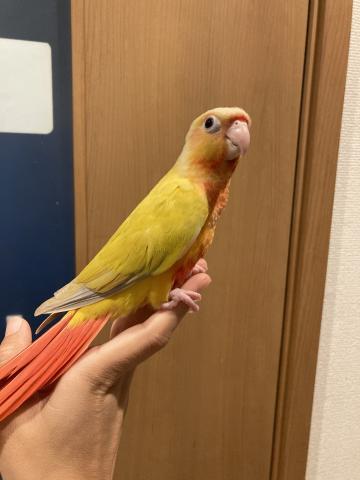 ウロコインコ（サンチーク）