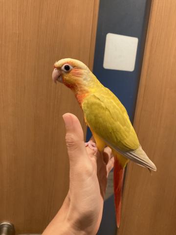 ウロコインコ（サンチーク）