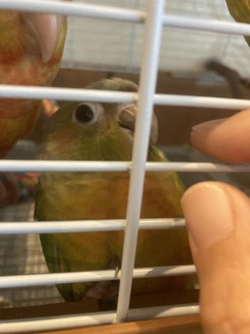 ウロコインコ（ダイリュート）