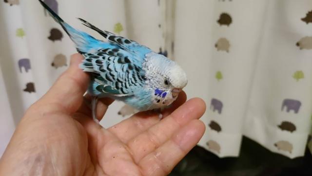 ジャンボセキセイインコ①