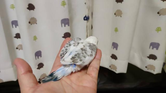 ジャンボセキセイインコ②