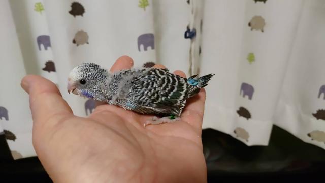 ジャンボセキセイインコ③