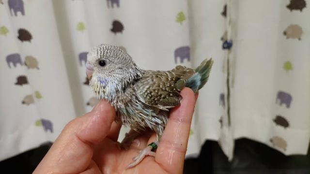 ジャンボセキセイインコ④