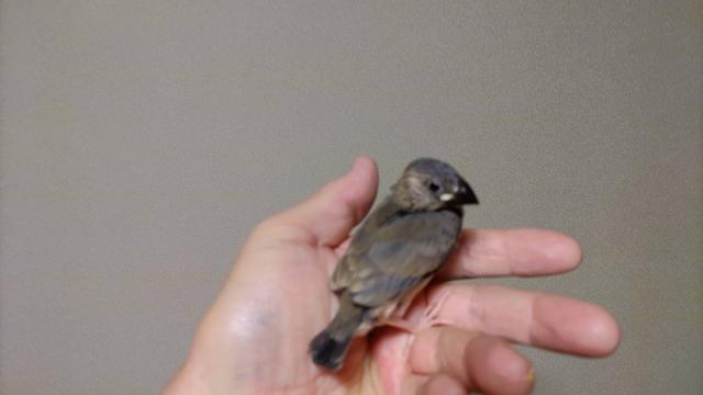 桜文鳥②