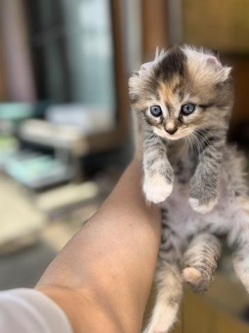 人にも猫ちゃんにも、懐いてます💕