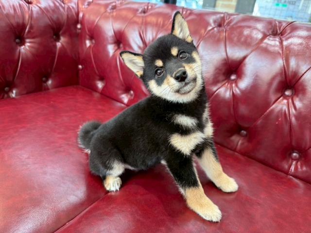 柴犬