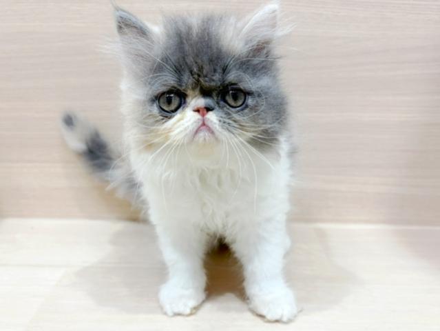 エキゾチックロングヘアー