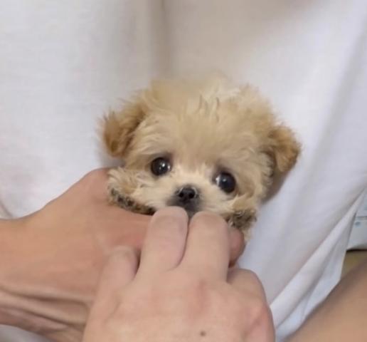 MIX❤️赤ちゃん顔めっちゃ可愛いマルプーのボク❤️