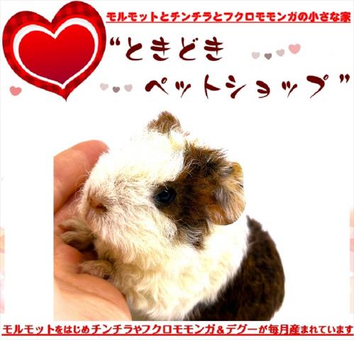 🐹テディモルモット