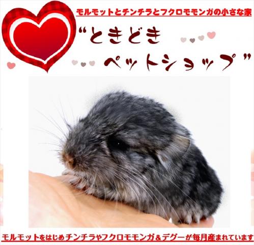 🐹チンチラ