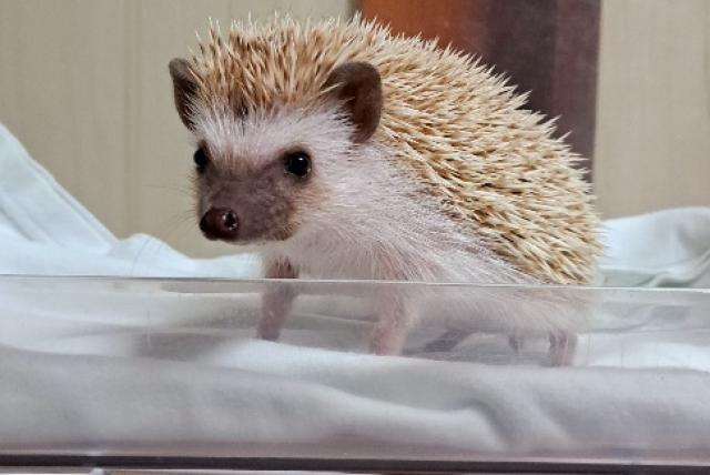 ハリネズミ