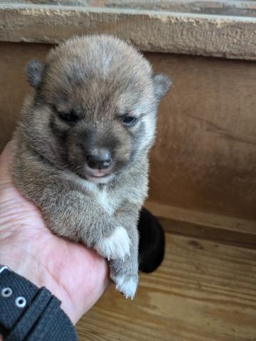 柴犬（豆柴）