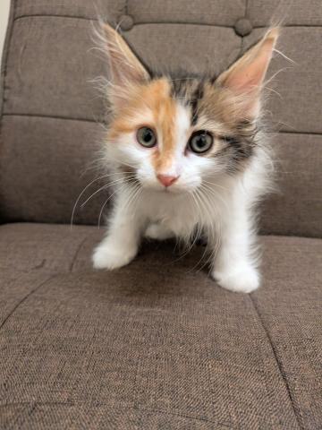 ノルウェージャンフォレストキャット
