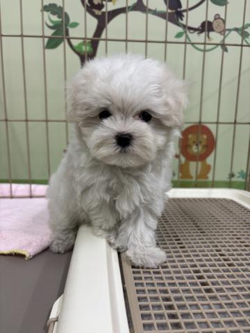 マルチーズ