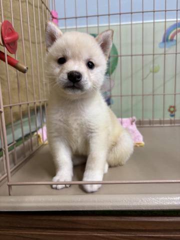 柴犬