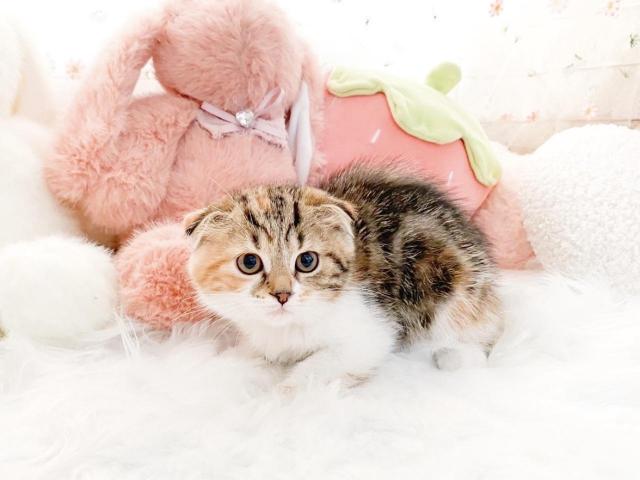 スコティッシュフォールド