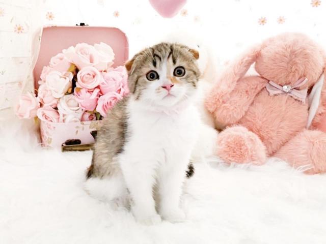 スコティッシュフォールド