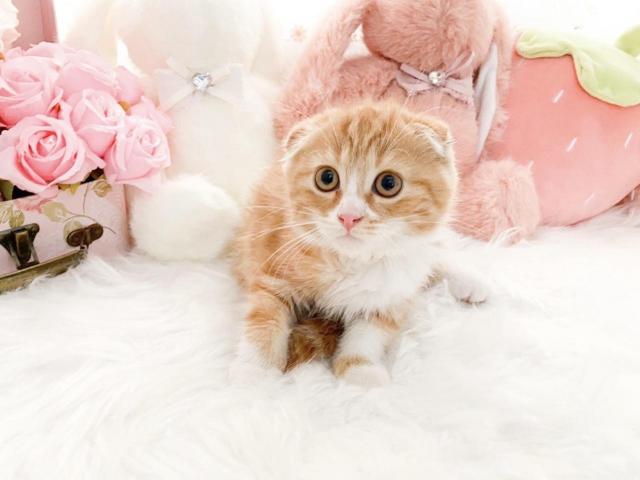 スコティッシュフォールド