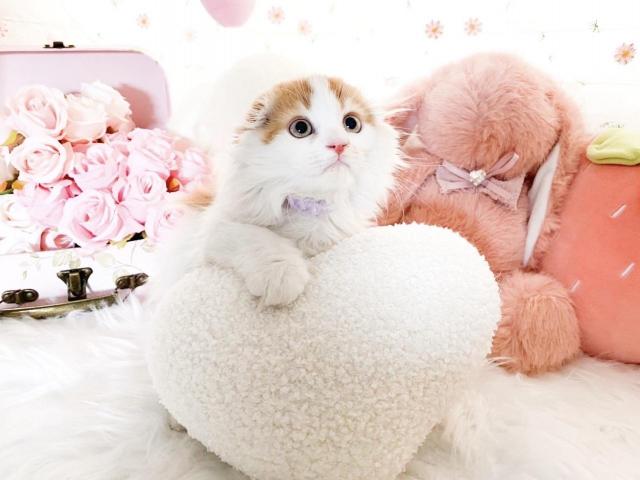 スコティッシュフォールド