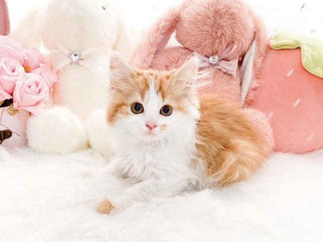 スコティッシュフォールド