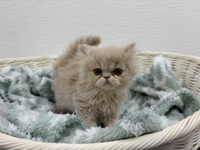 エキゾチックロングヘアー