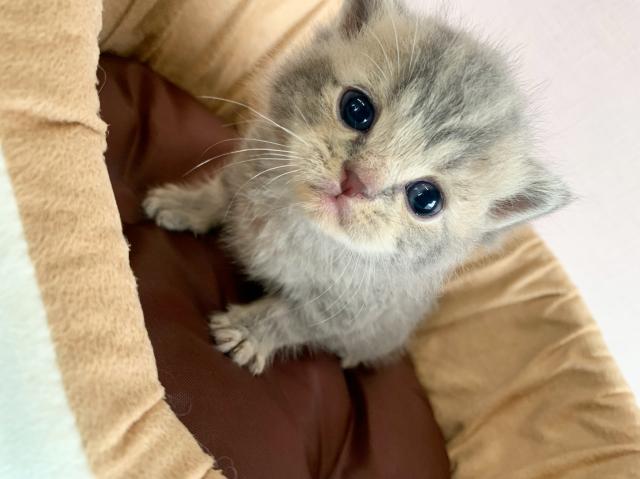 スコティッシュフォールド