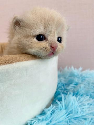 スコティッシュフォールド