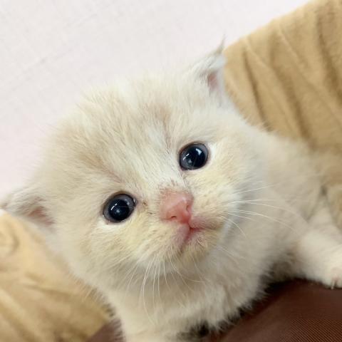 スコティッシュフォールド