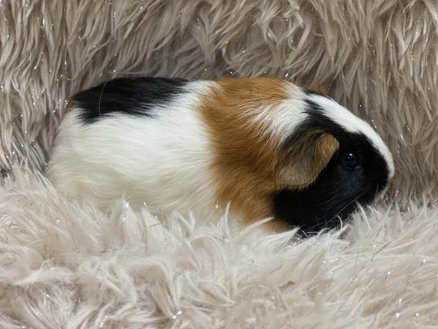 モルモット イングリッシュモルモット