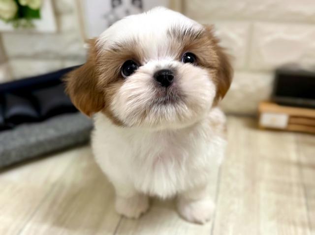 シーズー