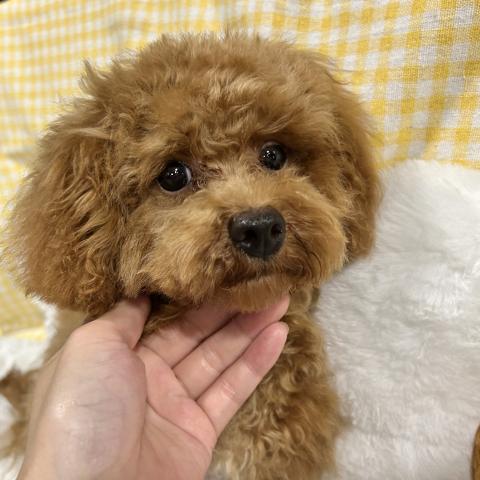トイプードル(タイニー予想)