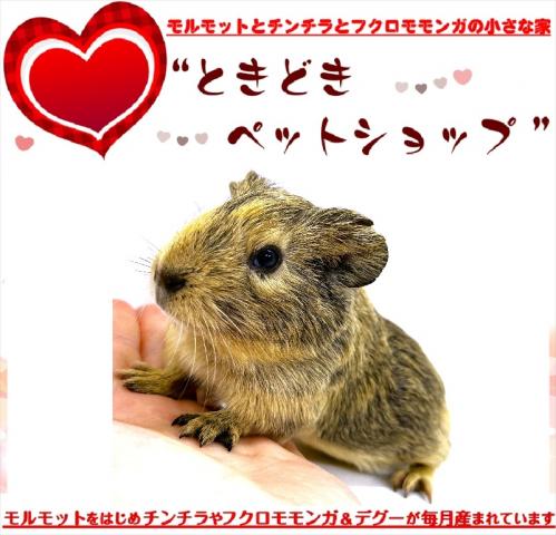 🐹イングリッシュモルモット