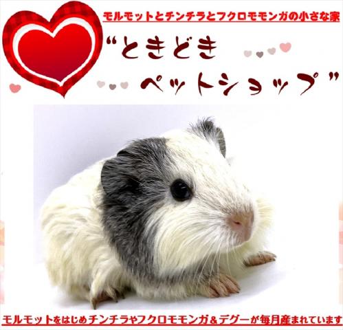 🐹イングリッシュモルモット