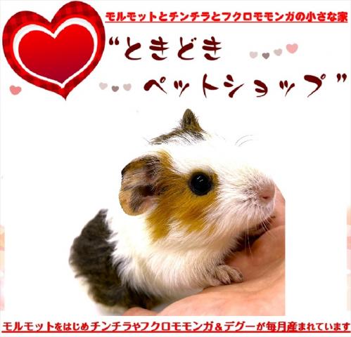 🐹イングリッシュモルモット
