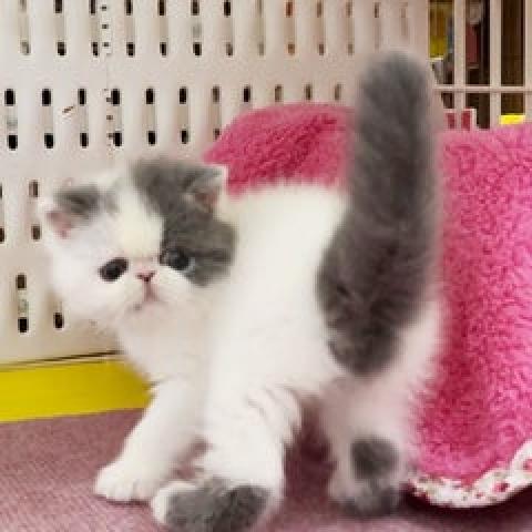 エキゾチックショートヘアー