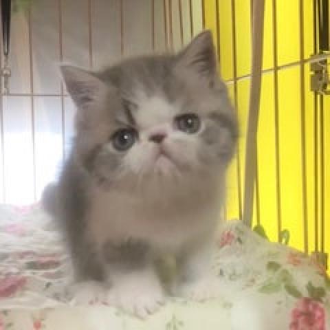 エキゾチックショートヘアー