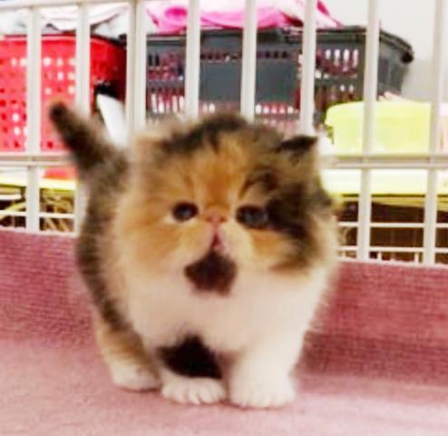 エキゾチックショートヘアー